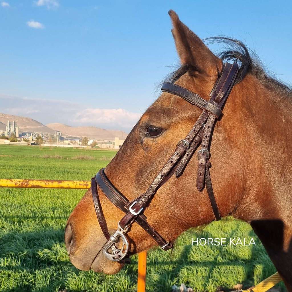 Leather Padded Bridle